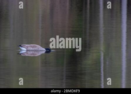 Eine Kanadagans mit dem Kopf unter dem Wasser auf einem schönen See mit grünen Reflexen Stockfoto