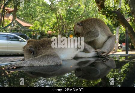 Freche Eichhörnchen Affen auf dem Dach des weißen Autos. Affe Makaken auf dem Dach eines schwarzen Autos sitzen. Stockfoto