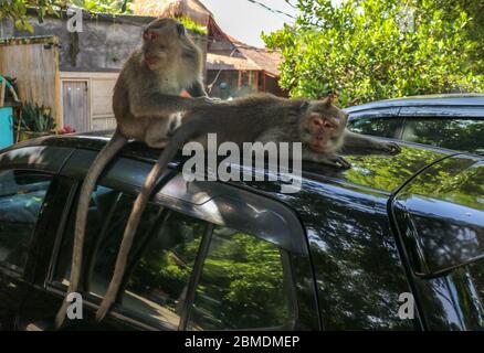 Freche Eichhörnchen Affen auf dem Dach des weißen Autos. Affe Makaken auf dem Dach eines schwarzen Autos sitzen. Stockfoto