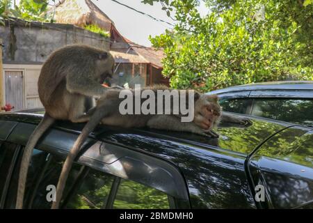 Freche Eichhörnchen Affen auf dem Dach des weißen Autos. Affe Makaken auf dem Dach eines schwarzen Autos sitzen. Stockfoto