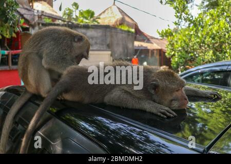 Freche Eichhörnchen Affen auf dem Dach des weißen Autos. Affe Makaken auf dem Dach eines schwarzen Autos sitzen. Stockfoto