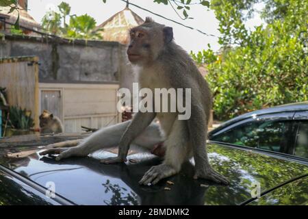 Freche Eichhörnchen Affen auf dem Dach des weißen Autos. Affe Makaken auf dem Dach eines schwarzen Autos sitzen. Stockfoto