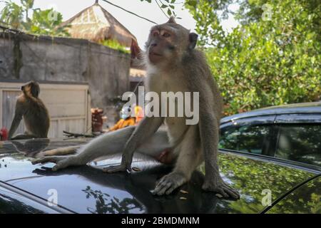 Freche Eichhörnchen Affen auf dem Dach des weißen Autos. Affe Makaken auf dem Dach eines schwarzen Autos sitzen. Stockfoto