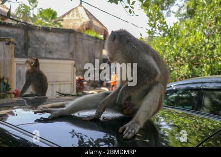 Freche Eichhörnchen Affen auf dem Dach des weißen Autos. Affe Makaken auf dem Dach eines schwarzen Autos sitzen. Stockfoto