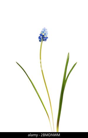 Die Blume und die Blätter der Traube Hyazinthe (Muscari armeniacum 'Cantab') Stockfoto