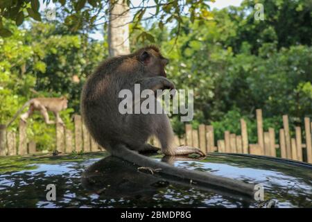 Freche Eichhörnchen Affen auf dem Dach des weißen Autos. Monkey mac Stockfoto