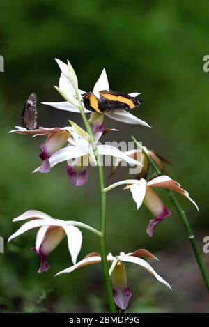 Schmetterlinge ruhen auf Orchidee Stockfoto