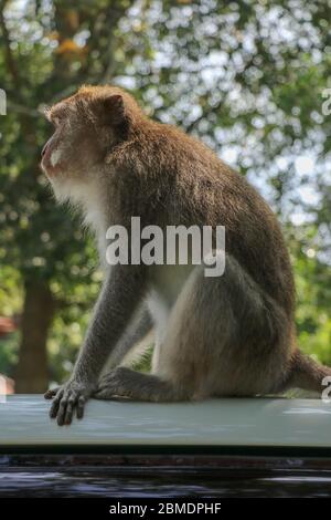 Freche Eichhörnchen Affen auf dem Dach des weißen Autos. Monkey mac Stockfoto