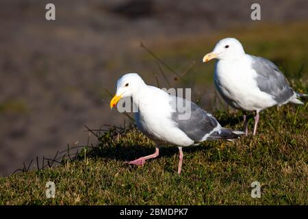 Westliche Möwe (Larus occidentalis), die im Gras mit Wasser aus dem Schnabel tropft Stockfoto