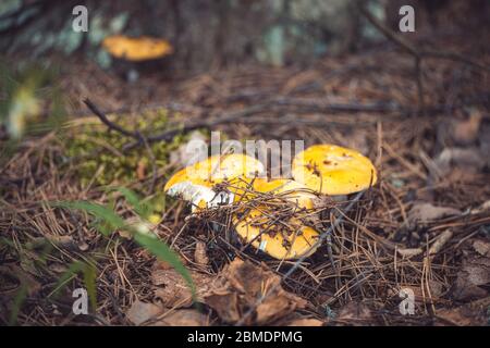 Gelbe Russula Pilze im Wald bedeckt mit Moos und Blättern. Makroaufnahme mit selektivem Fokus und flachem Freiheitsgrad Stockfoto