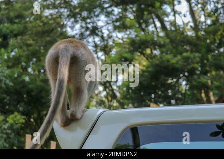 Freche Eichhörnchen Affen auf dem Dach des weißen Autos. Monkey mac Stockfoto