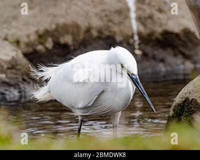 Ein weißer Reiher, Egretta garzetta, steht am Rande eines kleinen Reservoirs im Westen Yokohamas, Japan. Stockfoto