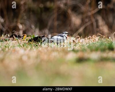 Eine schwarze Hinterschwanzstelze, eine Unterart der weißen Bachstelze, die im Fernen Osten gefunden wird, wandert durch das Gras eines Parks in Yokohama, Japan. Stockfoto