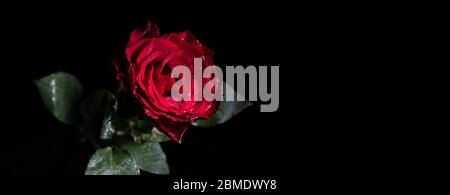 Schmales Banner aus nassroter Rose auf schwarzem Hintergrund mit Kopierfläche Stockfoto