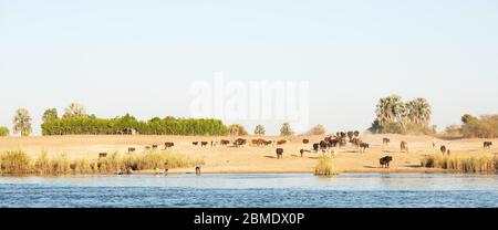 Kavango River Shoreline in Namibia, Afrika mit einer Herde von Kühen, die weg laufen und Kinder spielen am Wasser'Rand. Angola liegt direkt gegenüber des Flusses. Stockfoto