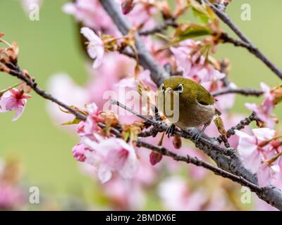 Ein japanisches weißes Auge, auch ein warbling weißes Auge oder Berg weißes Auge, Zosterops japonicus genannt, steht zwischen den Pflaumenblüten des frühen Frühlings Stockfoto