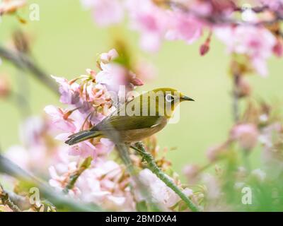 Ein japanisches weißes Auge, auch ein warbling weißes Auge oder Berg weißes Auge, Zosterops japonicus genannt, steht zwischen den Pflaumenblüten des frühen Frühlings Stockfoto