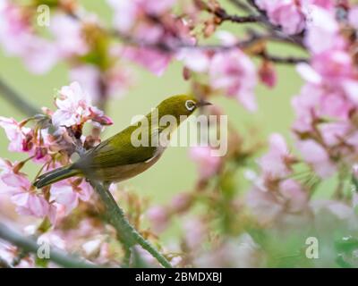 Ein japanisches weißes Auge, auch ein warbling weißes Auge oder Berg weißes Auge, Zosterops japonicus genannt, steht zwischen den Pflaumenblüten des frühen Frühlings Stockfoto