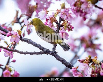 Ein japanisches weißes Auge, auch ein warbling weißes Auge oder Berg weißes Auge, Zosterops japonicus genannt, steht zwischen den Pflaumenblüten des frühen Frühlings Stockfoto