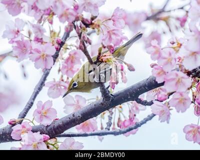 Ein japanisches weißes Auge, auch ein warbling weißes Auge oder Berg weißes Auge, Zosterops japonicus genannt, steht zwischen den Pflaumenblüten des frühen Frühlings Stockfoto