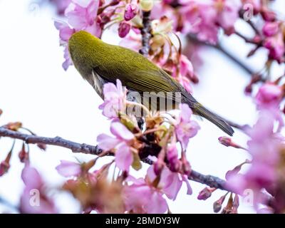 Ein japanisches weißes Auge, auch ein warbling weißes Auge oder Berg weißes Auge, Zosterops japonicus genannt, steht zwischen den Pflaumenblüten des frühen Frühlings Stockfoto
