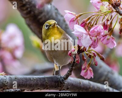 Ein japanisches weißes Auge, auch ein warbling weißes Auge oder Berg weißes Auge, Zosterops japonicus genannt, steht zwischen den Pflaumenblüten des frühen Frühlings Stockfoto
