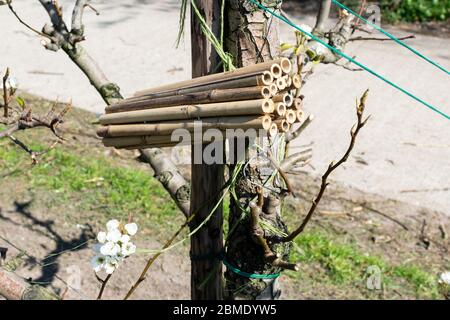 Ein Insektenhotel aus Bambusstäben, die an einem Apfelbaum in einem Obstgarten hängen Stockfoto