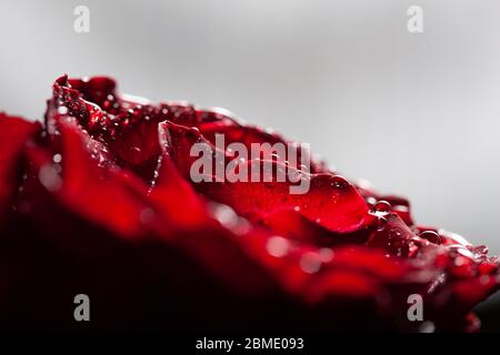 Wassertropfen auf roter Rose vor hellem Hintergrund mit Kopierraum Stockfoto