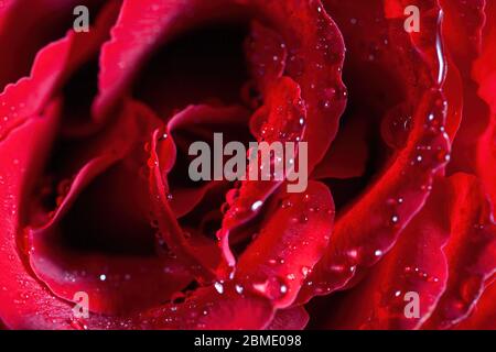 Extreme Makroaufnahme von Wassertropfen auf roten Rosenblättern Stockfoto
