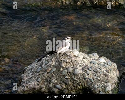 Eine Schwarzrückenstelze, eine Unterart der weißen Bachstelze, die im Fernen Osten gefunden wird, wandert am Sakai Fluss in Yokohama, Japan. Stockfoto