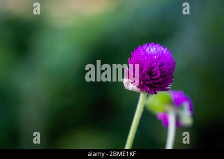 Der Fokus der Blick von oben auf die Blumen lila Grobe Amaranth oder Bachelor- Taste Stockfoto