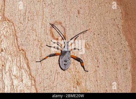 Nahaufnahme eines Eucalyptus-Tip-Willer Bug oder Clown Bug (Amorbus robustus) auf Rinde, Northern Territory, NT, Australien Stockfoto