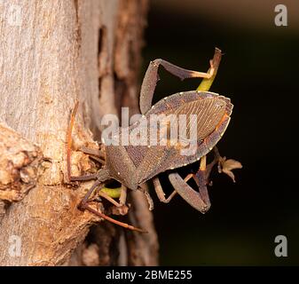 Nahaufnahme eines Eucalyptus-Tip-Wilter Bug oder Clown Bug (Amorbus sp.), Northern Territory, NT, Australien Stockfoto