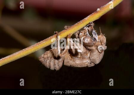 Cicada Exoskelett, Northern Territory, NT, Australien Stockfoto