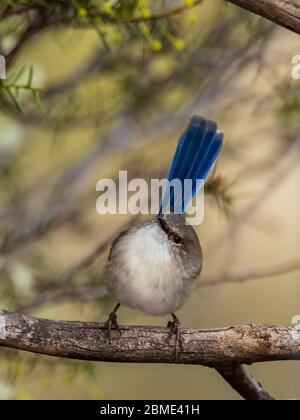 Das juveline Männchen Superb Fairywren (Malurus cyaneus) hat ein graues Grundgefieder mit blauem Schwanz. Der Bauch ist grau-weiß und der Schnabel schwarz. Stockfoto