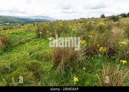 Cavan Burren Park, Geopark, Blacklion, Irland, Stockfoto