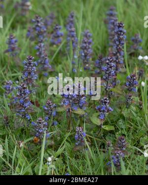 Frühling blühend Perennial Purple Common Bugle Herb Wild Flower (Ajuga reptans) wächst in Grassland im ländlichen Devon, England, Großbritannien Stockfoto