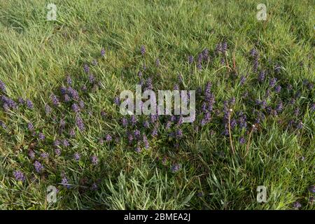 Frühling blühend Perennial Purple Common Bugle Herb Wild Flower (Ajuga reptans) wächst in Grassland im ländlichen Devon, England, Großbritannien Stockfoto