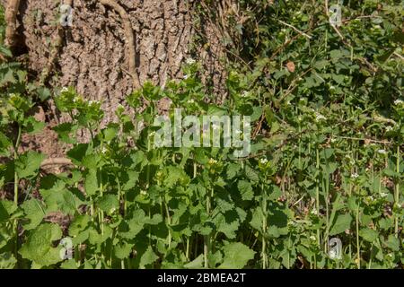 Frühling blühende Knoblauchsenf oder Jack-by-the-Hedge Wildblume (Alliaria petiolata) wächst auf einer grasbewachsenen Bank in Rural Devon, England, Großbritannien Stockfoto