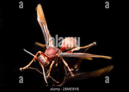 Polistes Carolina, Papierwasp, Rotwasp isoliert auf schwarzem Hintergrund Stockfoto