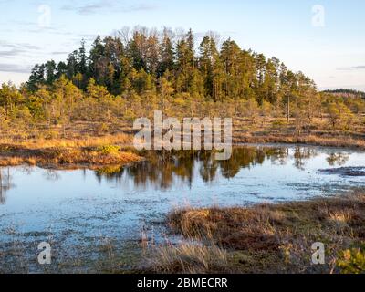 Bunte Abend und Sonnenuntergang über dem Moorsee, kristallklarer See und Moor am Abend, Reflexionen auf dem Wasser. Kiefer im Hintergrund. Madieseni Stockfoto