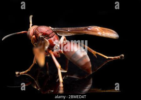 Polistes Carolina, Papierwasp, Rotwasp isoliert auf schwarzem Hintergrund Stockfoto