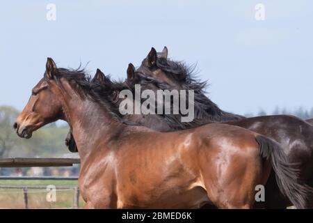 Vier Hengstköpfe, an einem sonnigen Tag. Galoppierende Dressurpferde auf einer Wiese. Zuchtpferde. Stockfoto