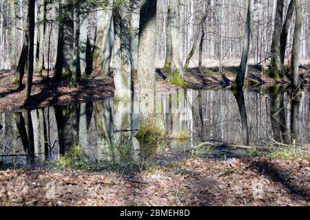 Frühling-Erle Moor Stand mit stehendem Wasser Stockfoto