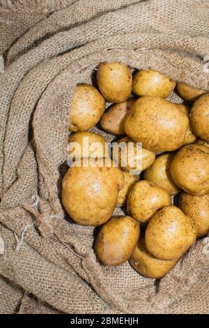 Ernte Kartoffeln im Sackleinen auf Holzhintergrund Stockfoto