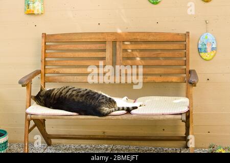 Eine isolierte Katze schläft auf einer Holzbank im Garten (Pesaro, Italien, Europa) Stockfoto