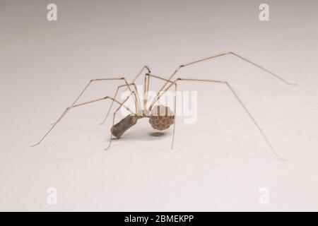 Ein Beispiel für eine weibliche Daddy-Long-Legs-Spinne, Pholcus phalangioides, die ihren Eiersack trägt, bis die Eier schlüpfen. North Dorset England GB Stockfoto