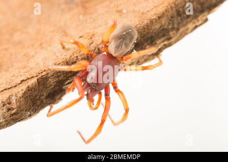 Ein Beispiel für Dysdera crocata, auch bekannt als eine Holzlausspinne, aufgrund ihrer Gewohnheit, sich auf Holzläuse zu ernähren. Vor der Veröffentlichung in einem Studio fotografiert. Auch Nicht Stockfoto