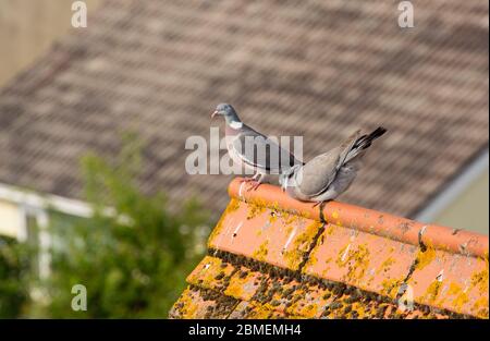 Eine männliche Holztaube, Columba palumbus, die sich in ihrer Balzanzeige im Mai einem Weibchen beugt. North Dorset England GB Stockfoto