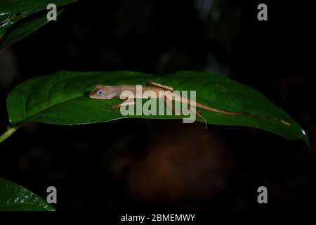 Dunkle Ohrlose Agama - Aphaniotis fusca, kleine blaue Augen Agama aus Südost-Asien Wälder und Wälder, Mutiara Taman Negara, Malaysia. Stockfoto